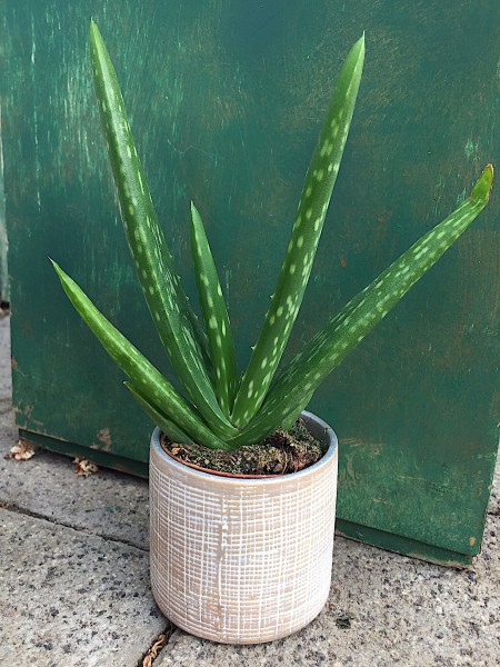 Aloe vera syn. bardadensis (i.8cmT. ohne Terracotta übertopf)