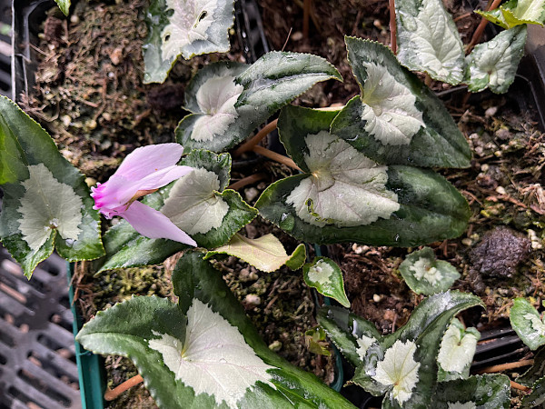 Cyclamen hederifolium. „Zungenblatt grün mit leuchtendem silber Herz Variat. (i.9cmT.)Auslese 2024