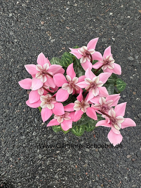 Cyclamen persicum „rosa Propeller“ (i.11 cmT.)-Neuheit 25