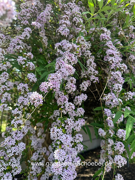 Buddleia alternifolia (i.19cmT.). Wechselblättriger Sommerflieder, Bogen Sommerflieder
