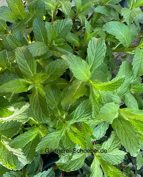 Mentha Schweizer Minze „Swiss“ (i.13cmT.)