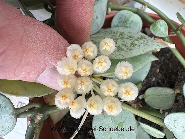 Hoya krohniana(syn lacunosa heart shaped) „Eskimo“ (i.12cmT.), Porzelanblume- Wachsblume