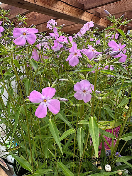 Phlox „Forever Pink“ (i.15cm T.), Flammenblume