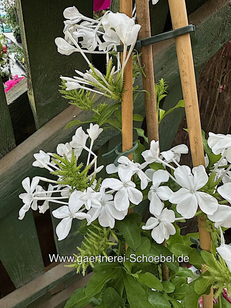 Plumbago auriculata (i.18cmT.)-jetzt ca 75 cm hoch, Kap - Bleiwurz