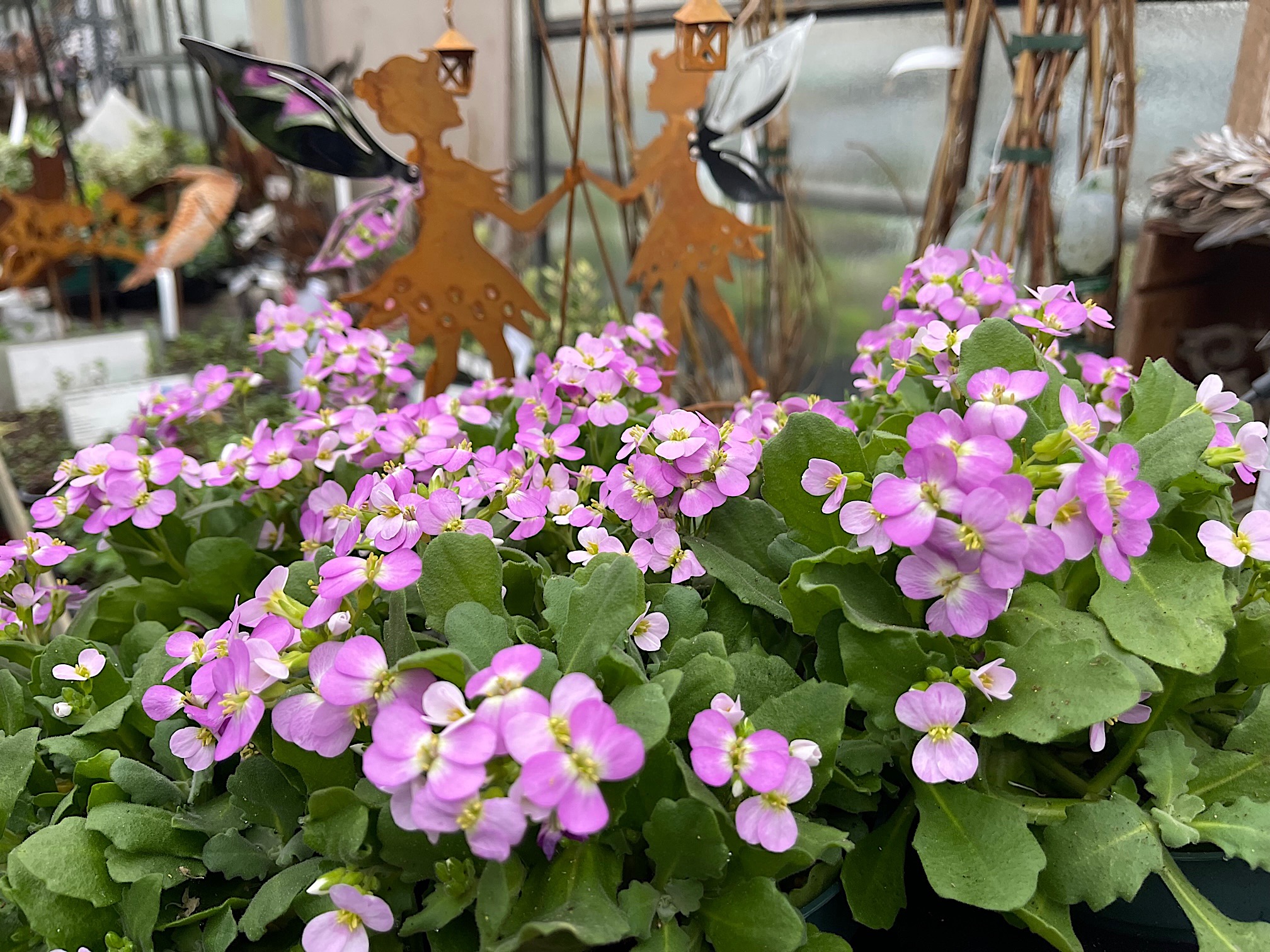 Arabis caucasica „pink delight“(i. 12cm Topf), Gänsekresse, Blaukissen
