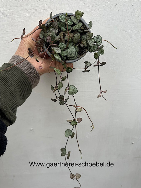 Ceropegia woodii (i.9cmT.), Herz Blume, Leuchterblume