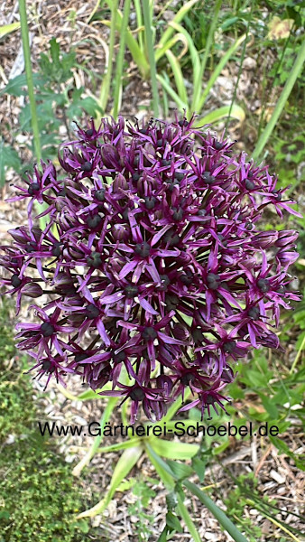 Allium aflat. „Purple Sensation“(i.10cmT.)