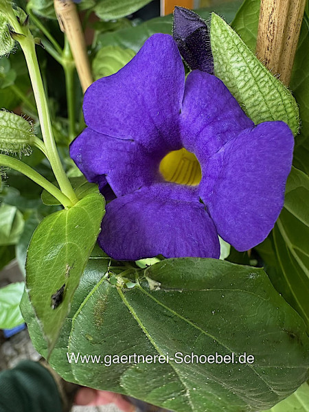 Thunbergia battiscombel (i.17cmT.)(ca 70 cm hoch), blaue Himmelsblume