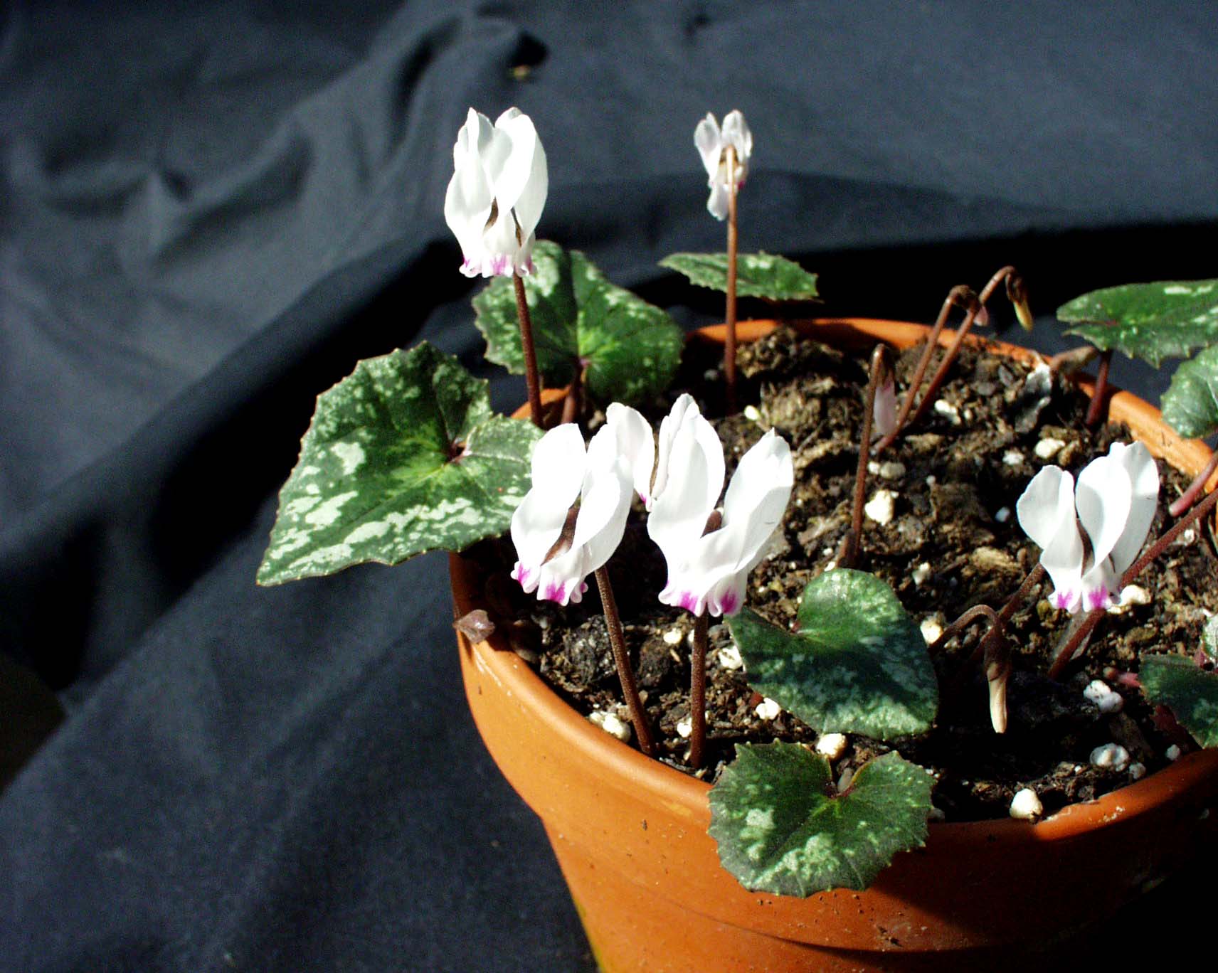 Cyclamen cyprium (i.9cmTopf) | Cyclamen | Duft- und Wandelgärtnerei ...