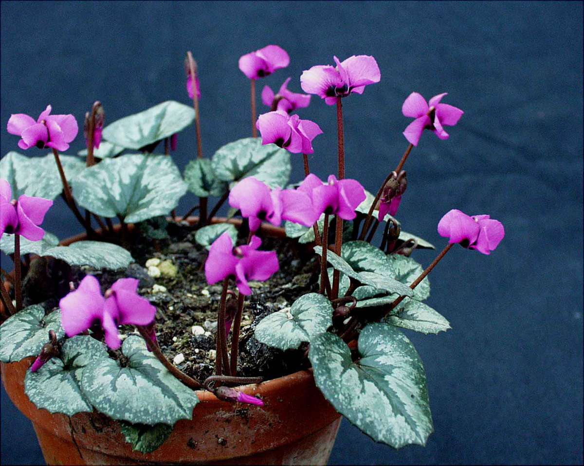 Cyclamen Duft und Wandelgärtnerei Schoebel