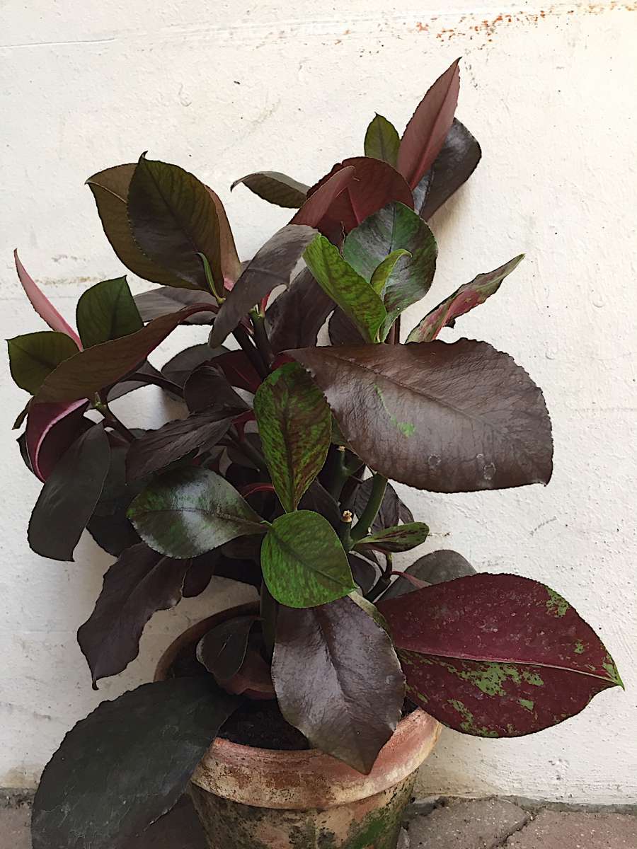 Euphorbie (i.12cmT.), Wolfsmilch | Kübelpflanzen | Duft- und