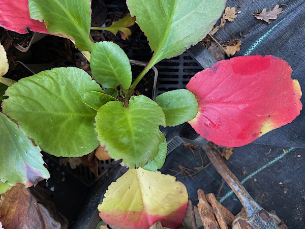 Bergenia cordifolia "Winterglow" (i.9cmT.) Bergenie