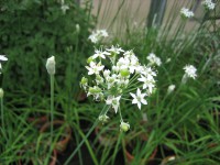 Allium tuberosum (i.9cm Topf) Schnittknoblauch Allium tuberosum (i.9cm Topf) Schnittknoblauch