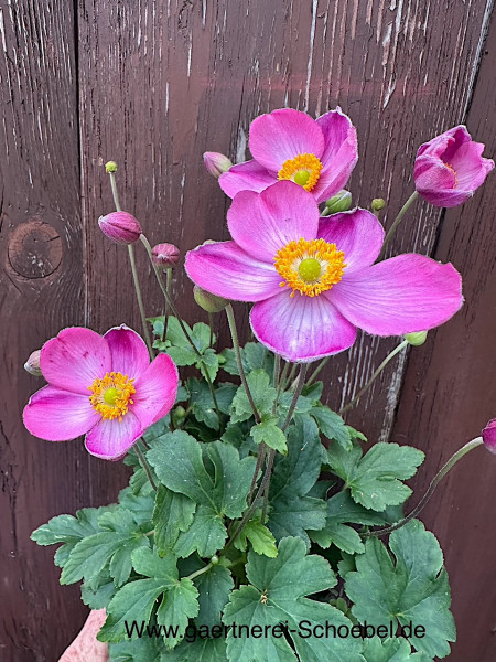 Anemone „Fantasy Jasmine®“ (i.11cmT.), Japan-Anemone