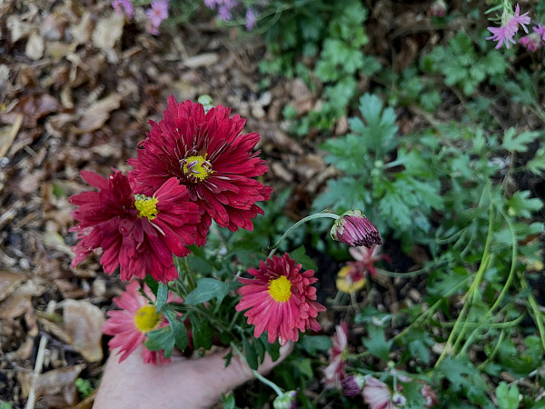 Chrysanthemum x hortorum „Red Velvet“ (i.12cmT.), Chrysantheme, Winteraster