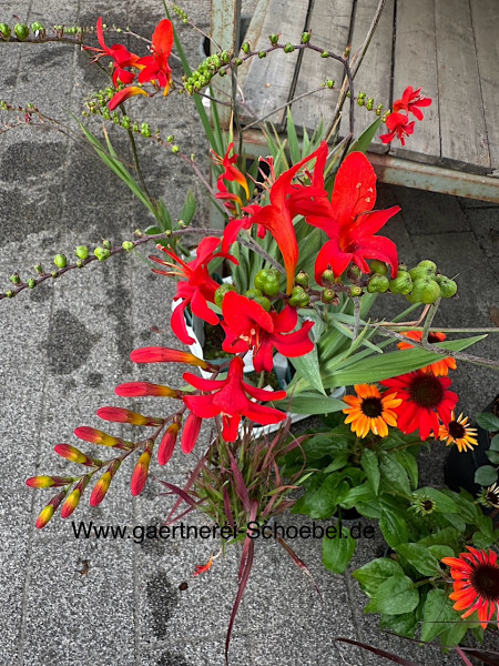 Crocosmia x crocosmiiflora „Lucifer“ (i.12cmT.), Montbretien, dunkel rot