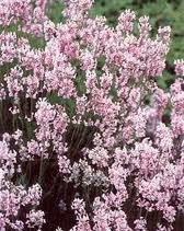 Lavandula angustifolia ´Hidcote Pink`(i.11cmT.) Lavendel, rosa