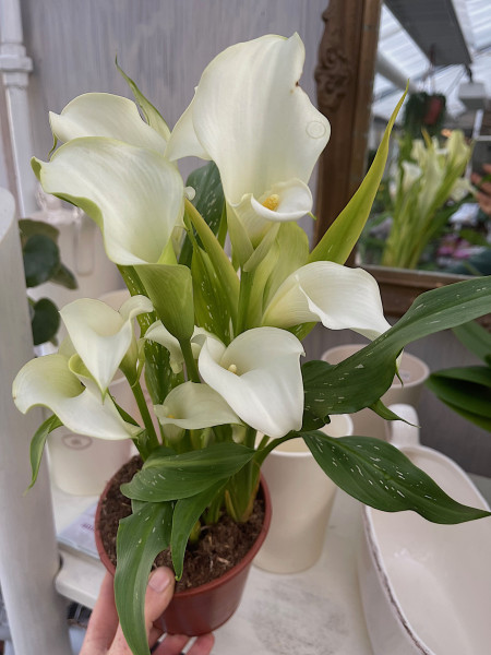 Zantedeschia aethiopica „weisser Zwerg“ (i.14cmT.), Calla Lily