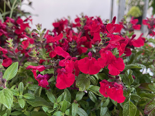 Salvia gregii „Mirage Cherry Red“ (i. 12cmT.) Pfirsichsalbei, wein rot