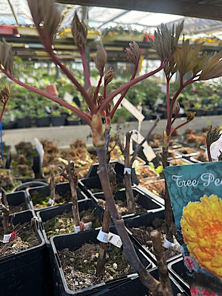 Paeonia suffruticosa „Gelb“ (i.ca 1lT.) Baum Pfingstrose