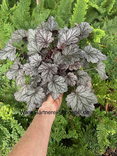 Heuchera micrantha „Shanghai“ (i.12cmT.)Purpurglöckchen
