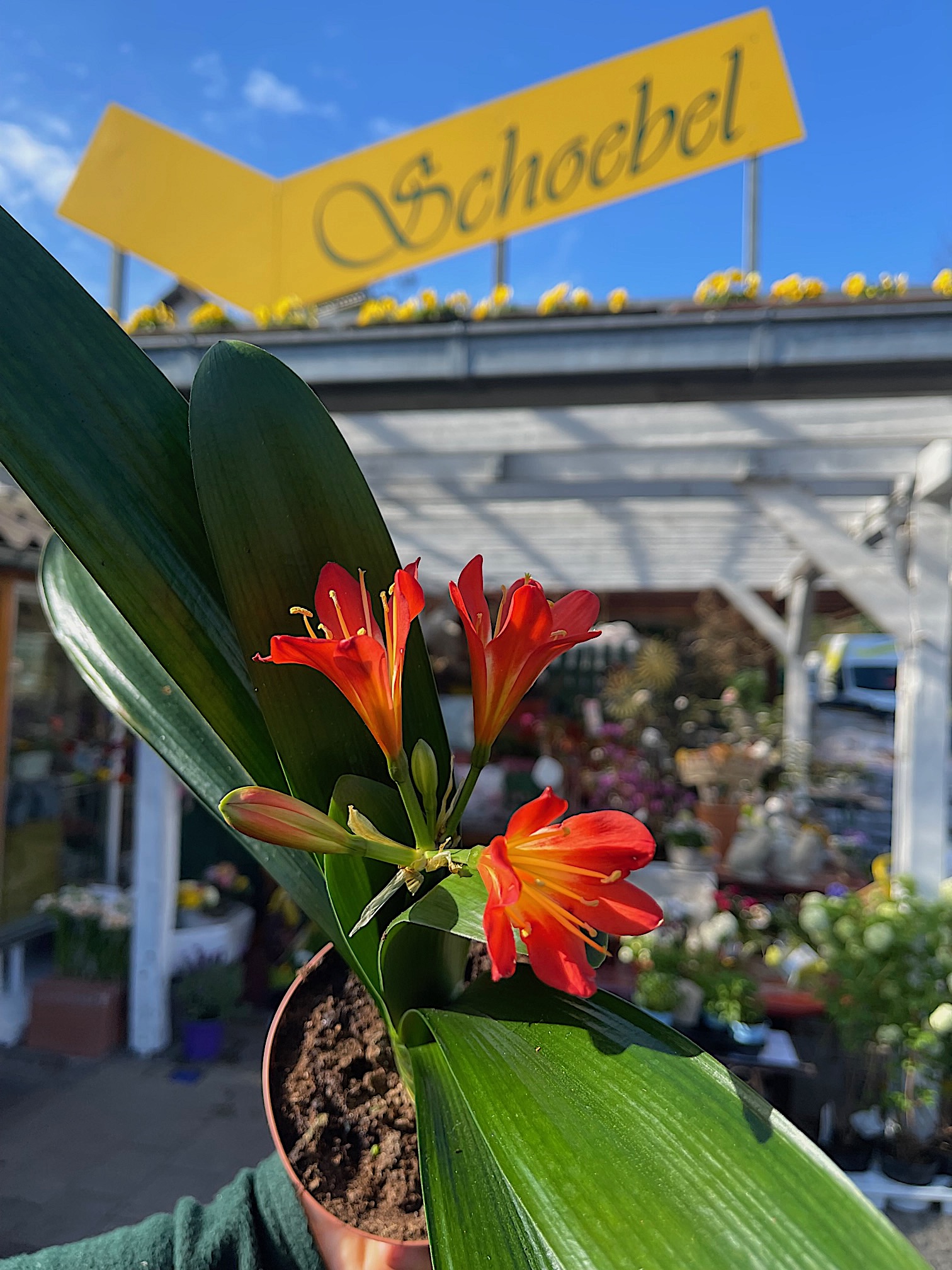 Clivia miniata (i.13cmT.)rot Clivie | Kbelpflanzen | Duft- und  Wandelgrtnerei Schoebel