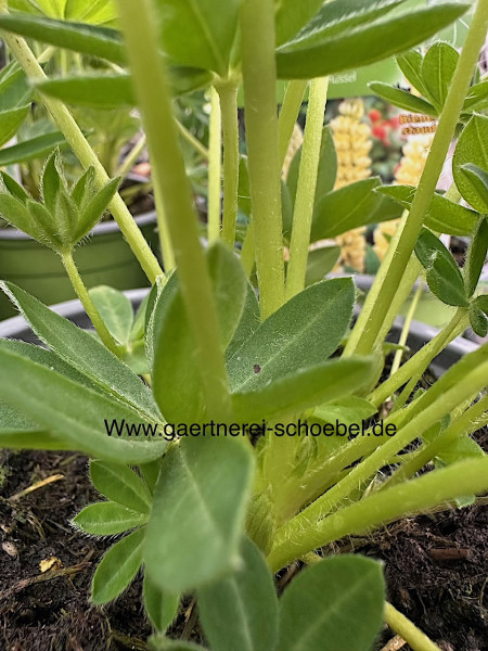 Lupinus poly. „Gallery“ (i.12cmT.),gelb