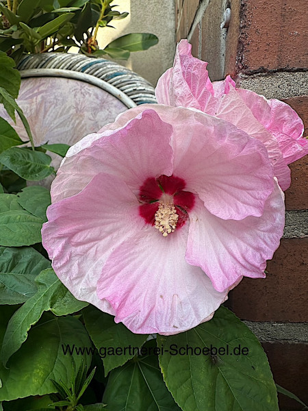 Hibiscus „Luna“ zartrosa (i. ca 5 l T.), Roseneibisch - grossblütig