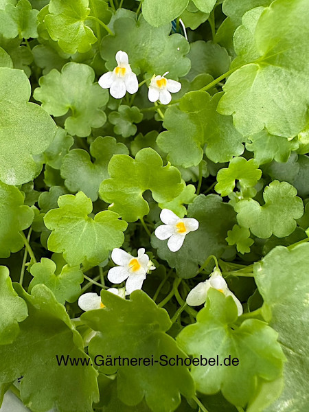 Cymbalaria pallida „Albiflora“ (i.9cmT.), Zimbelkraut
