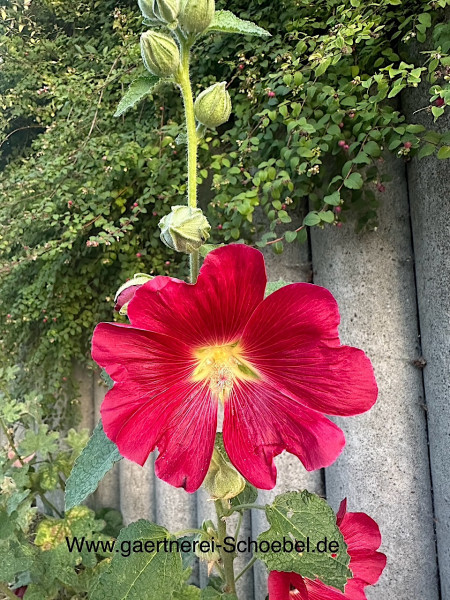 Alcea rosea "Mars Magic"(i.9cmT.) Stockrose