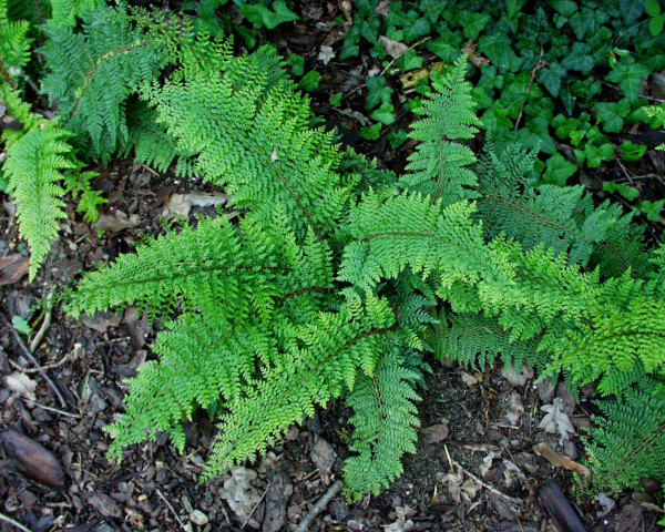 Polystichum set. (veget.) ´Prol. Plumosum Densum`(i.9cmT.) Flaumfieder - Filigranfarn