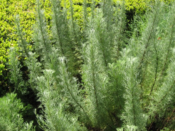 Artemisia abrotanum ´Citrina `( i.15cmT.)