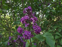 Syringa vulgaris „Andenken an Ludwig Späth“ (i.1,5 l Topf) Syringa vulgaris „Andenken an Ludwig Späth“ (i.1,5 l Topf)