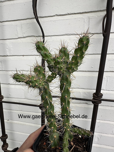 Opuntia imbricata „rosa“ (i.9cmT.), Feigen Kaktus