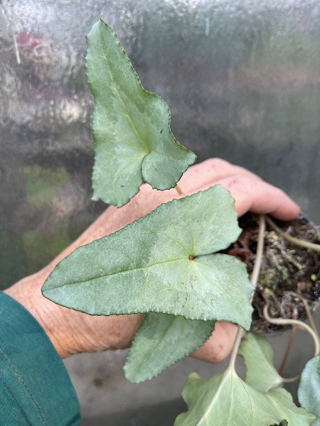 Cyclamen hederif. „Silber Pfeil“ (i.9cmT.)rosa oder weiss