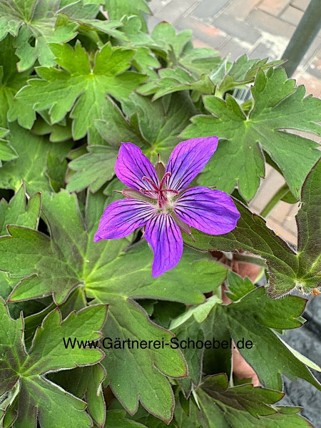 Geranium wlassovianum (i.12cm T.) Storchschnabel
