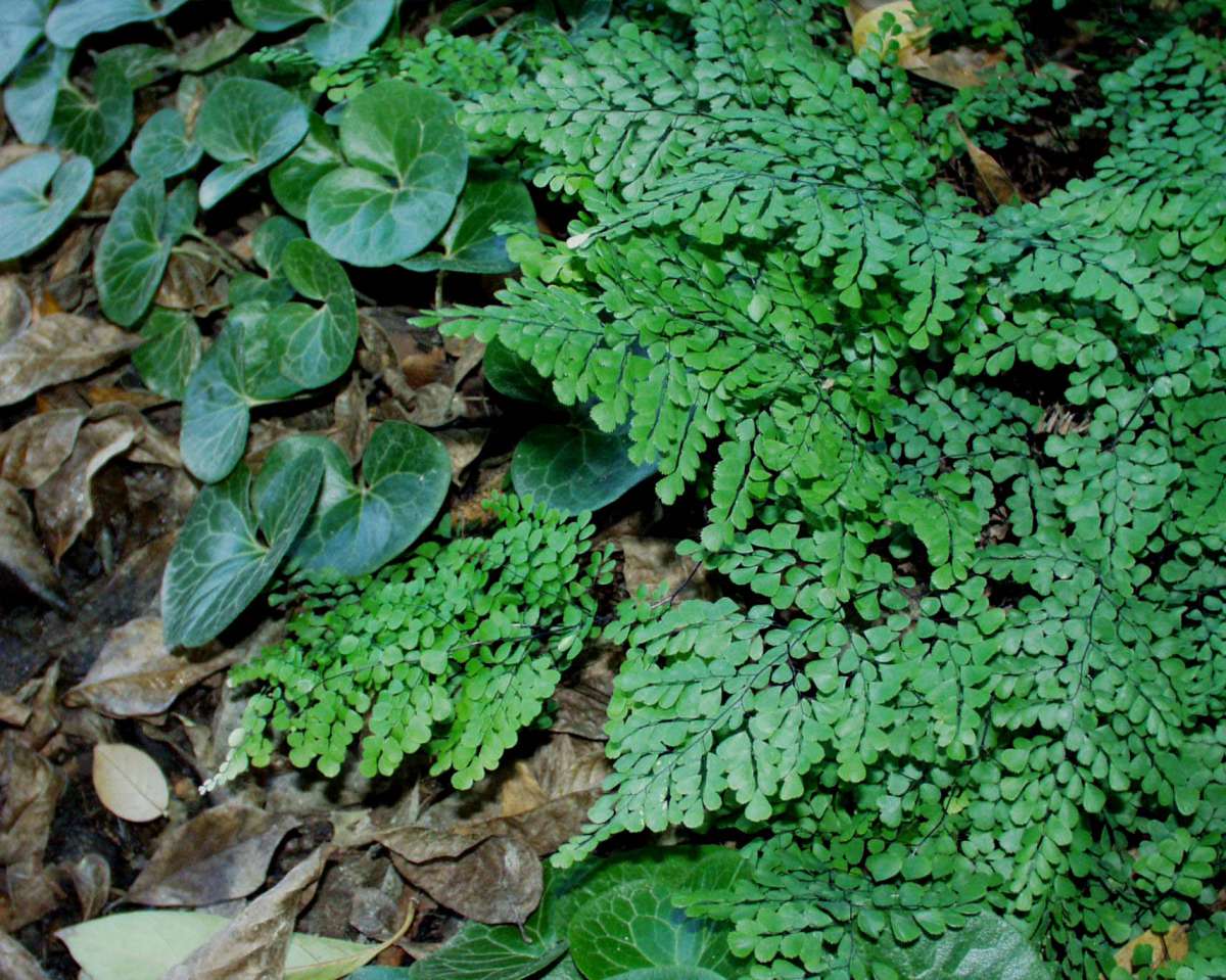 kaktüs fiyatları 180-200 cm | Dev Euphorbia kaktüs çok köklü XXXL – silis plant main image 0