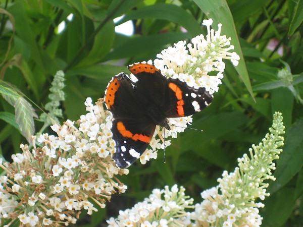 Buddleia davidii weiss Buzz® „Ivary“ (i.3,4lT.) Schmetterlingsstrauch, weiss