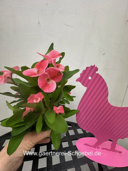 Euphorbia milii „Charlotte“® (i.12cm T.), Christusdorn