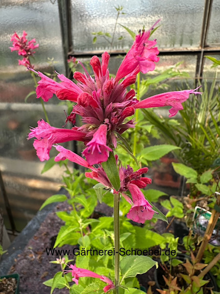 Agastache mexicana "Red. Fortune"(i.12cm Topf) Aniskraut, Limonadenpflanze