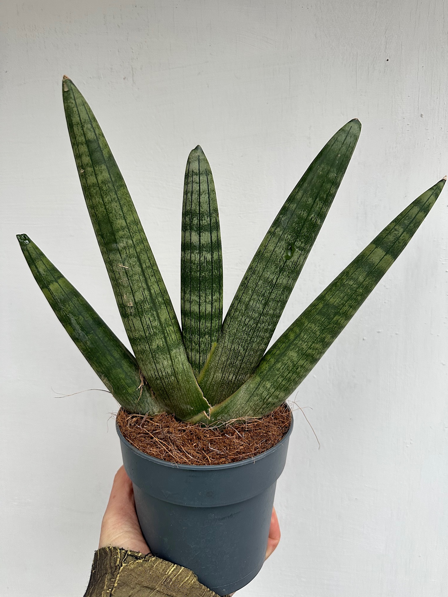Sanseveria cylindrica Boncel (i.12 cm T.), Bogenhanf | Kbelpflanzen |  Duft- und Wandelgrtnerei Schoebel