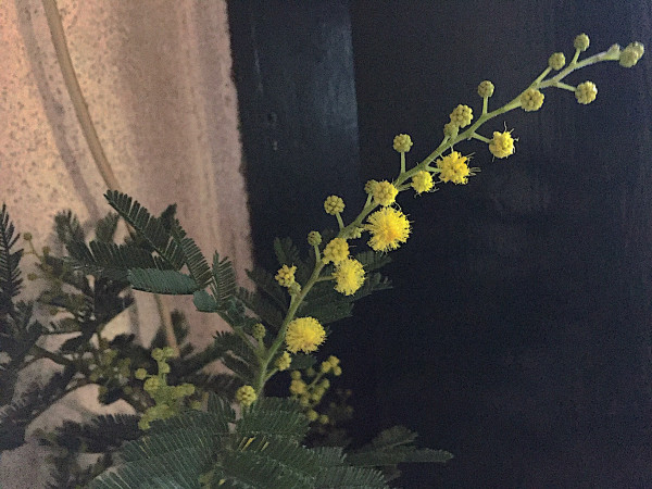 Acacia dealbata (i.15cmT.) Silber -- Akazie-Falsche Mimose