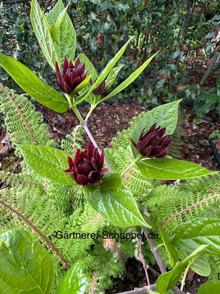 Calycanthus floridus - Duft, Echter Gewürzstrauch, Nelkenpfeffer (i.4lT.)