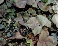 Cryptotaenia japonica "Atropurpurea"(i.9T.) Japanische Petersilie Cryptotaenia japonica "Atropurpurea"(i.9T.) Japanische Petersilie