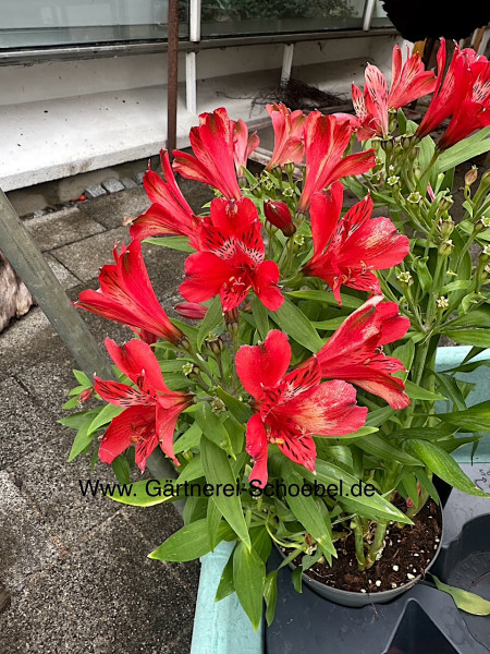Alstromeria rot (i.18cmT.), Inkalilie
