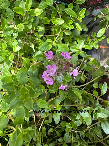 Thymus praecox ´Purpurteppich`(i.9cmT.)