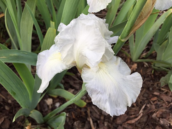 Iris barbata-elatior "White Knight" (i.11cmT.) Schwertlilie