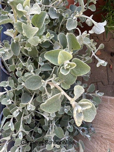 Helichrysum petiolare „Silver“ (i. 11cmT.), Lakritz Strohblume