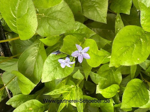 Amsonia ciliata Blue Ice (i.9cmT) Amsonia, Blaustern
