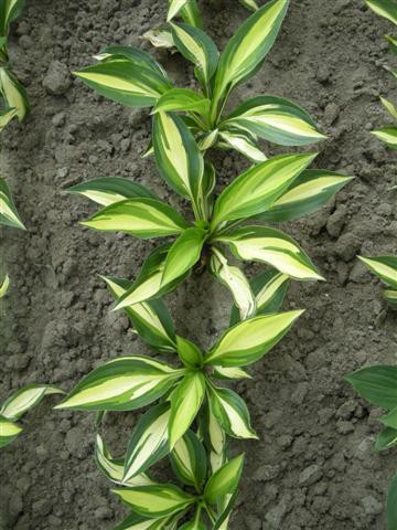 Hosta „Lakeside Little Tuft“ (i.9cmT.), Zwergfunkie